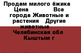 Продам милого ёжика › Цена ­ 10 000 - Все города Животные и растения » Другие животные   . Челябинская обл.,Кыштым г.